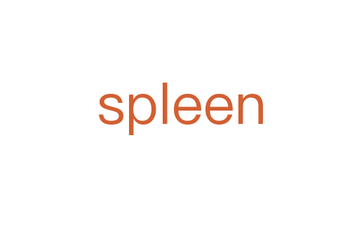 spleen
