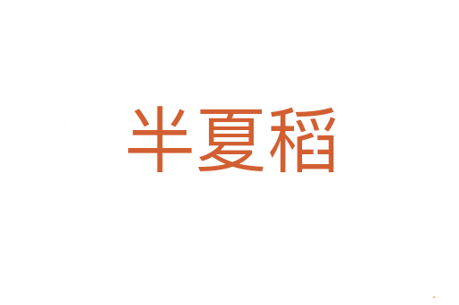 半夏稻