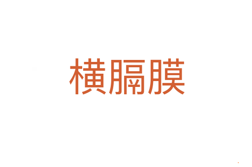 横膈膜