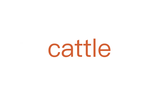 cattle