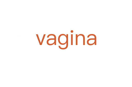 vagina