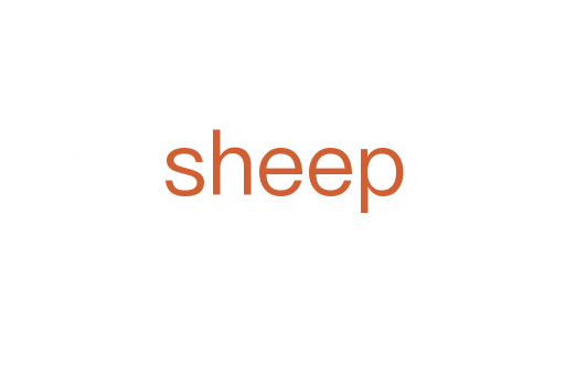 sheep
