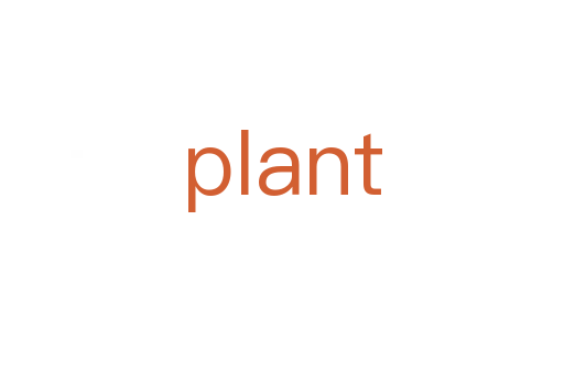 plant